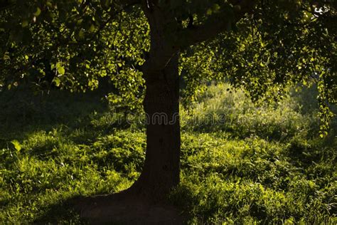 Tree In Park In Summer Hot Day Stock Image Image Of Colourful Land 260586101