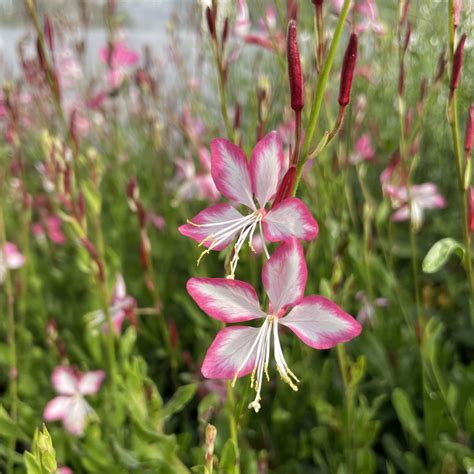 Gaura Rosy Jane Fleurs Blanches Et Roses Vivace Dété