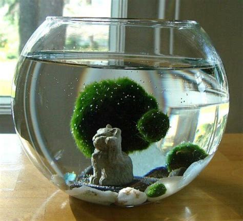 Marimo Moss Ball Terrarium Ideas