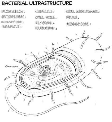 Prokaryotic Cell Diagram Worksheet