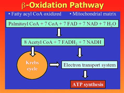 Biochemistry MCAT Chapter 11 Flashcards Quizlet