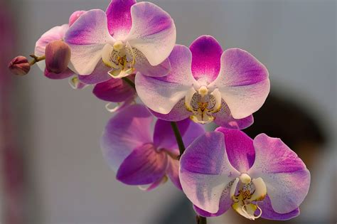 Orquídeas Flores Rosadas Foto gratis en Pixabay Pixabay