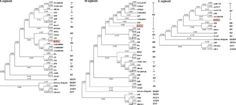 Phylogenetic Trees For Hantaviruses Based On The Sequences Of The S M