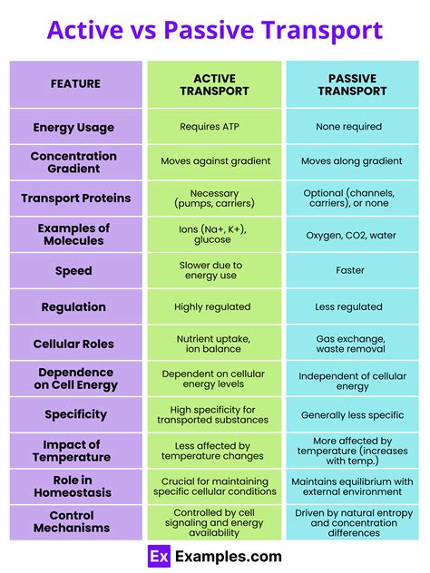 Active vs. Passive Transport: Understanding Cellular Transport Mechanisms