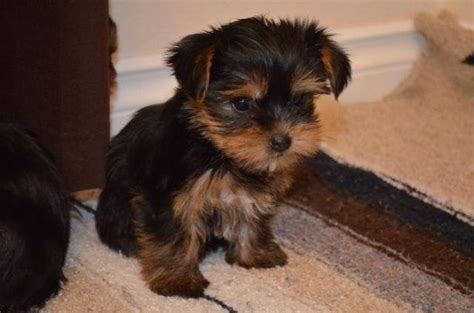 Akc Yorkshire Terrier Yorkie Puppies For Sale In Salem Oregon