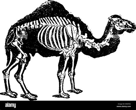 Skeleton of camel hi-res stock photography and images - Alamy