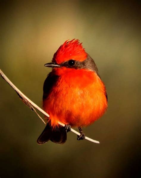 Bird Looks Like A Real Life Fire Type Pokémon And Its Magnificently