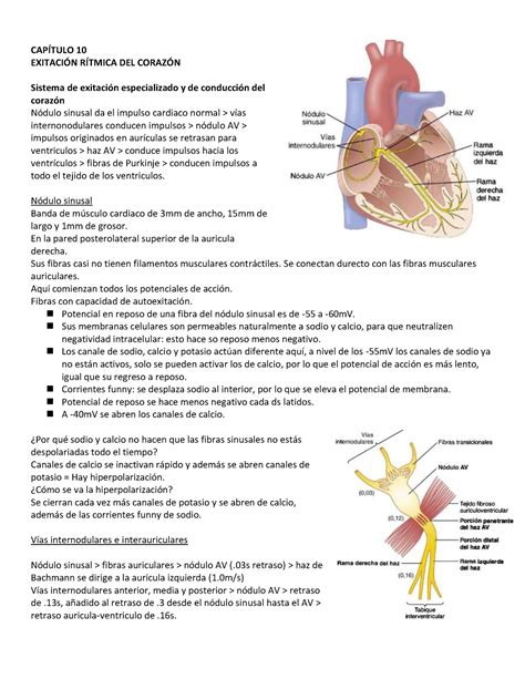 CAPÍTULO 10 Capitulo 10 de libro de fisiologia Guyton fisio resumen