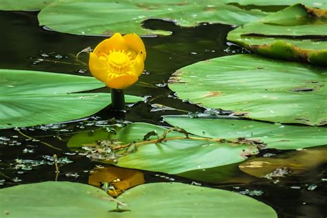 De Beste Inheemse Vijverplanten De Natuur Van Hier