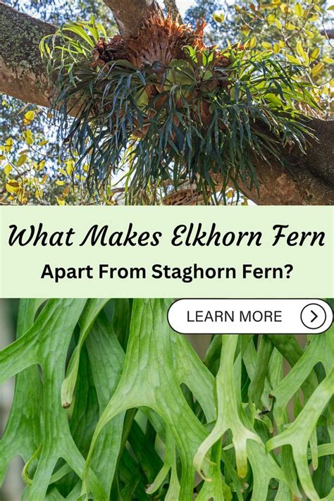 Do You Know What Kind of Difference Between Elkhorn Ferns and Staghorn ...