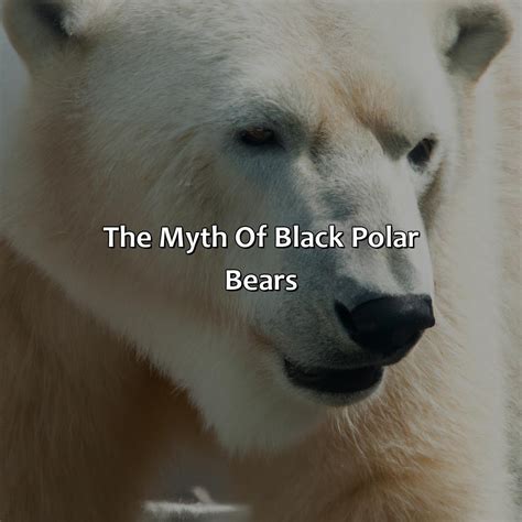 What Color Are Polar Bears Fur - colorscombo.com