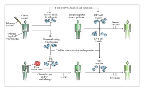 Different Schemes For Adoptive Transfer Of Autologous Vaccine Primed