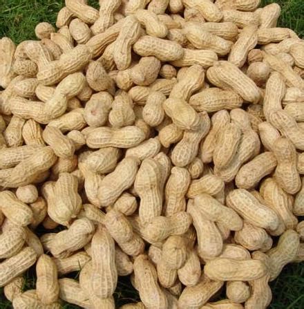 Groundnut Plant Seed Western Bio Vegetable Seeds Pvt Ltd