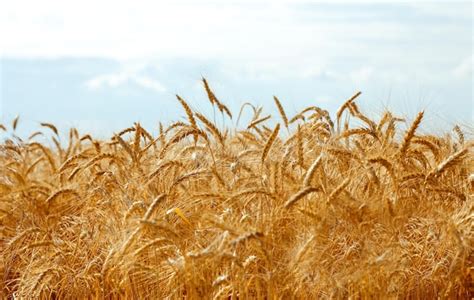 Premium Photo Backdrop Of Ripening Ears Of Yellow Wheat Field On