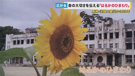 震災から29年 今も大輪の花が咲く『はるかのひまわり』が伝える命の大切さ 妹亡くした女性の複雑な思いと悲しみ 特集 ニュース 関西