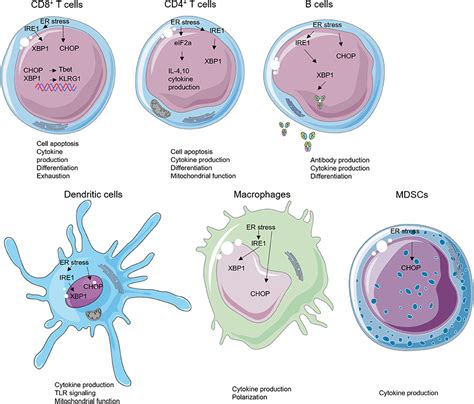 Frontiers The Emerging Roles Of Endoplasmic Reticulum Stress In