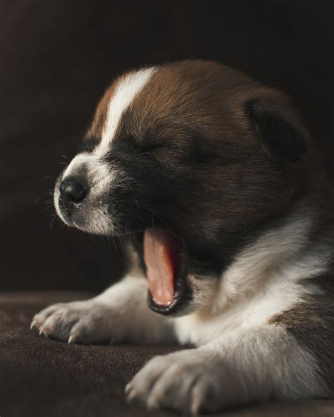 10 Cute & Cuddly Puppy Pictures That Will Make You Smile