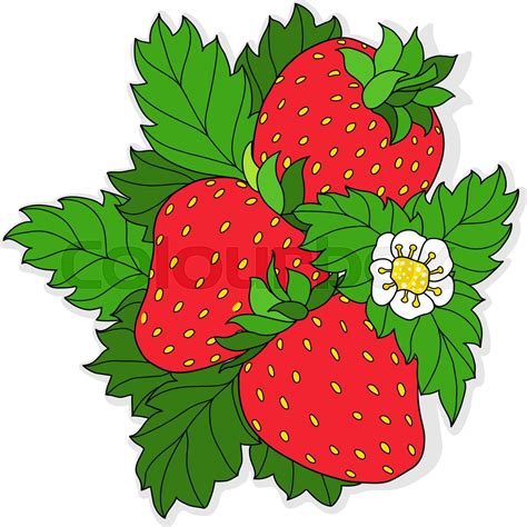 erdbeere, illustration, vektor | Stock-Vektor | Colourbox