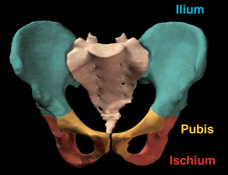 Pelvis And Perineum Flashcards Quizlet