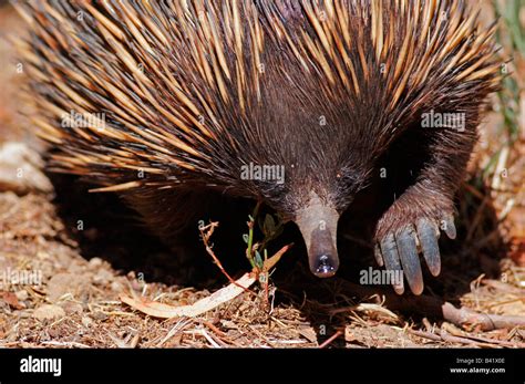 Echidna Hi Res Stock Photography And Images Alamy