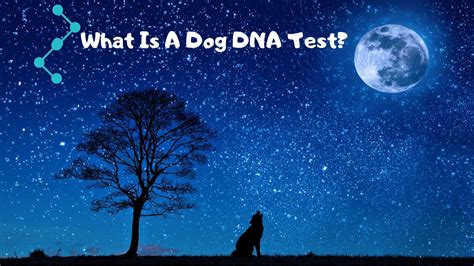 What Is A Dog DNA Test? | Glamorous Dogs