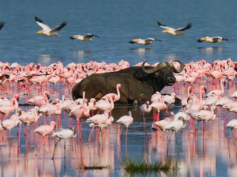 LAKE NAKURU NATIONAL PARK