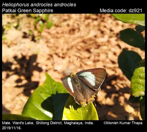 heliophorus androcles butterfly
