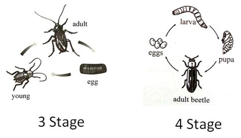 Animals And Their Life Cycles