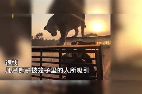 满满的压迫感！为让游客近距离接触猛兽，保护区将游客装进铁笼游客猛兽铁笼