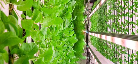 7 Key Advantages Of Vertical Hydroponic Farming