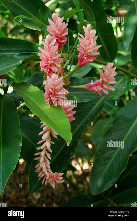 Jungle flowers in Costa Rica Stock Photo - Alamy