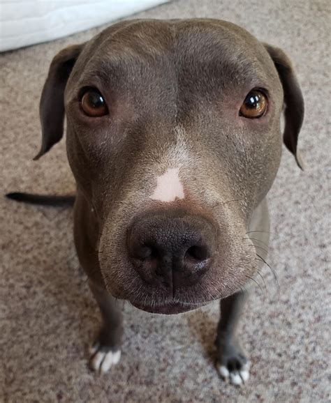 The Attack of Giant Head Tiny Legs : r/pitbulls