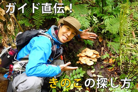 天然きのこを見つけるには？探し方の4つのポイントをアウトドアガイドがお伝えします 株式会社ligリグ｜dx支援・システム開発・web制作