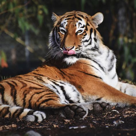 siberian tiger 4k wallpaper Rare white tiger wallpapers