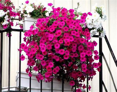 Stunning Best Petunias For Hanging Baskets Diy Succulent Planter Wall