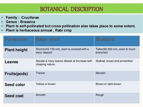 Rapeseed And Mustard Ppt By Haseena Shabnam