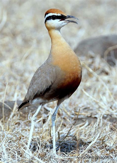 Indian Courser... | Courser, Bird species, Sea birds