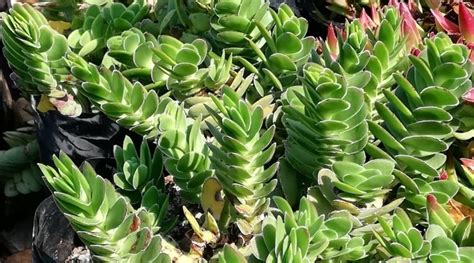 50 Different Types of Crassula Varieties With Names and Pictures