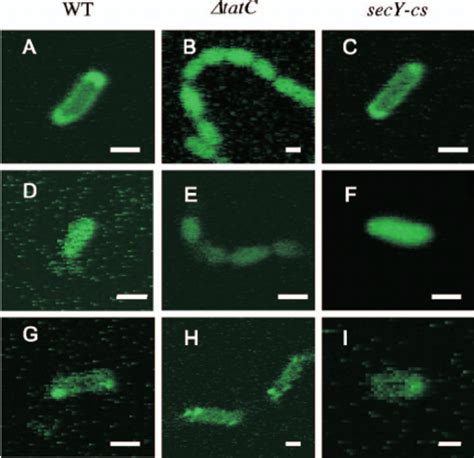 Localization Of GFP Fusions In Wild Type TatC And SecY Cs Cells