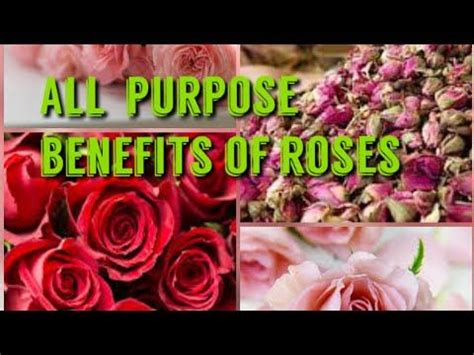 All Purpose Benefits Of Rose Petals By NH Global YouTube Benefit