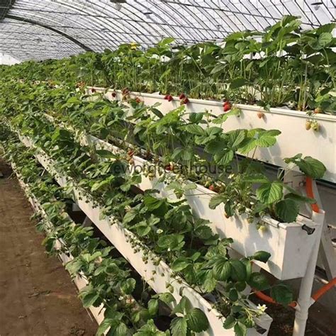 Vertical Nft Hydroponics Farming Growing System For Green Leaf