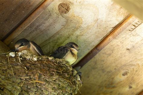 Young Barn Swallow in the Nest Under the Barn Roof. Stock Image - Image of roof, area: 152361263