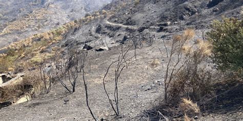 Disastro Incendi Viaggio Nell Apocalisse Dell Aspromonte La