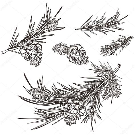 Hand Drawn Retro Pine Branches Stock Vector Image By Bassarida