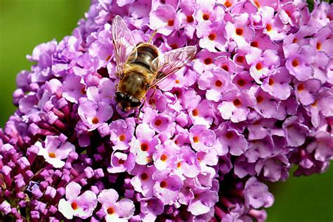 Best Flowers For Bees And Butterfly Garden Pollinator Garden