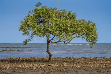 Avicennia Officinalis Trees with Blue Sky Stock Photo - Image of ocean, natural: 235607998