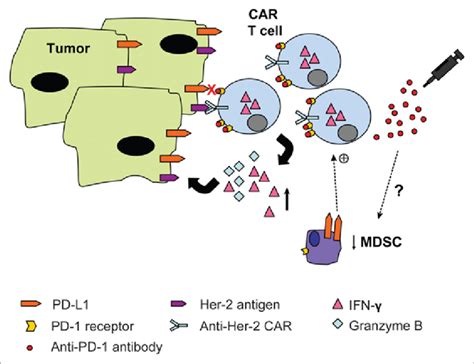 Pd 1 Blockade Enhances Car T Cell Therapy In Vivo Adoptive Cell Download Scientific Diagram