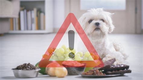 Aliments toxiques pour les chiens attention ils sont très dangereux