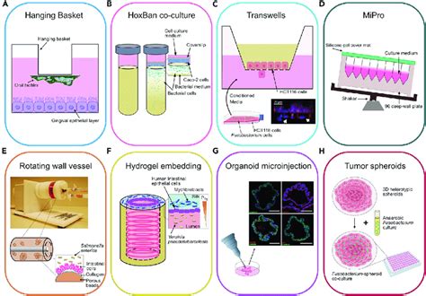 Techniques Used To Study Host Microbiome Crosstalk A H D Vitro