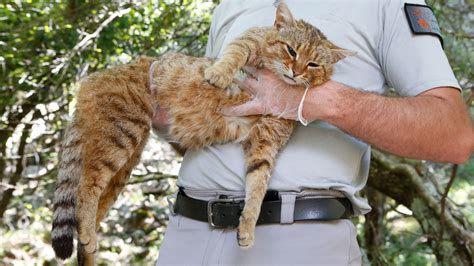 meet  cat fox  oddball feline roaming   french island